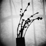 Japanese Shadow