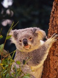 Koala in Tree