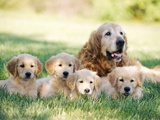 Mother Dog and Puppies