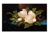 Giant Magnolias on Blue Cloth