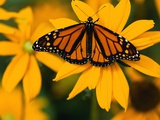 Monarch Butterfly on Yellow Flower