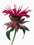 Bee Balm Flower