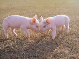 Piglets Snout to Snout