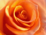 Peach Rose