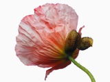 Pink Poppy