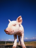Piglet