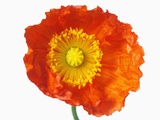 Orange Poppy