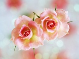 Pink Roses