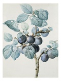 Plum Tree Branch by Pierre Joseph Redoute