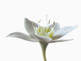 Open White Flower