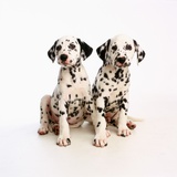 Pair of Dalmatian Puppies