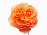 Peach Colored Rose