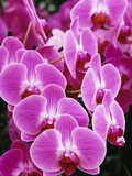 Pink Orchids