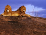 Pair of Male African Lions at Dawn