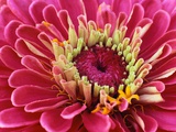 Pink Flower
