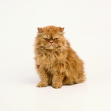 Persian Longhair Cat