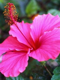 Pink Hibiscus