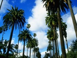 Palm Trees Lining Street