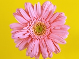 Pink Gerbera Daisy