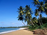 Palm Trees at Turtle Beach