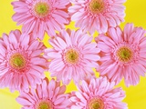 Pink Gerbera Daisies
