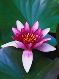 Red Water Lily