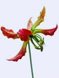 Red and Green Orchid Flower