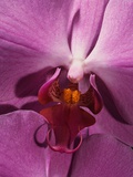 Purple Moth Orchid