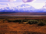 Red Vegetation and Mount McKinley
