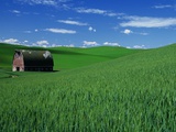Red Barn in a Wheat Field