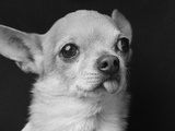 Profile of Dog