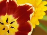 Red and Yellow Tulip Close-Up