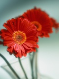 Red Flowers