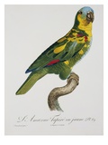 Print of an Amazon Parrot by Jacques Barraband