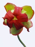 Red and Green Orchid Flower