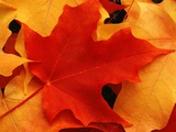 Red and Yellow Maple Leaves