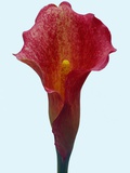 Red Calla Lily Flower