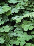 Redwood Sorrel