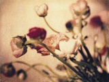 Ranunculus 2