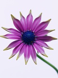 Purple Daisy