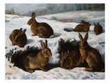 Rabbits in the Snow