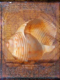 Seashell and Handwriting