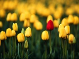 Single Red Tulip in a Field of Yellow Tulips