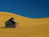 Shed in a Wheat Field
