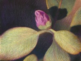 Rhododendron Bud