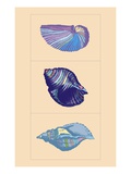 Shells by Steve Collier