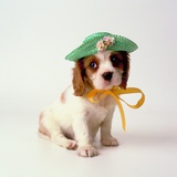 Spaniel Puppy Wearing Ribbon and Hat