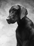 Solemn Dog