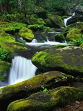 Stream Cascading Down Moss-Covered Rocks