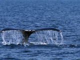 Tail of Humpback Whale